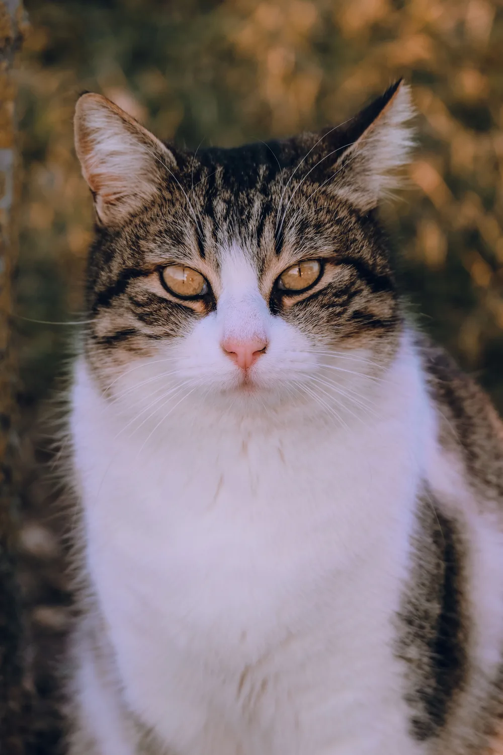 Example close portrait of a brown tabby cat with a white muzzle and chest, looking at the camera; its full body is outside the frame.